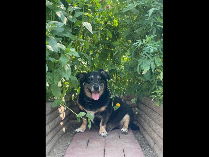 I love to lay in mom’s flower garden 🌷