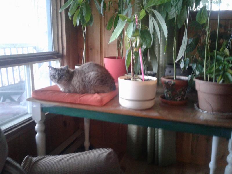 Photo - commentaire&nbsp;3.