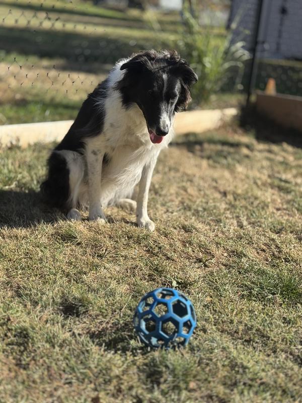 Louie & his favourite ball