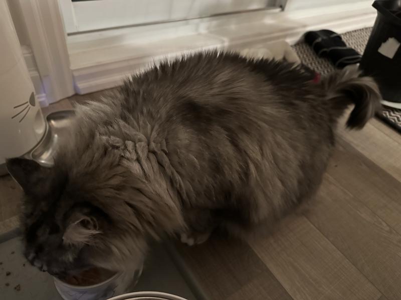 Artemis devouring his Purina Broth!!😻😻😻