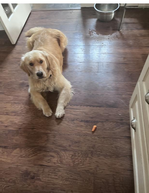 Carrot seriously? I’m not Rudolph!