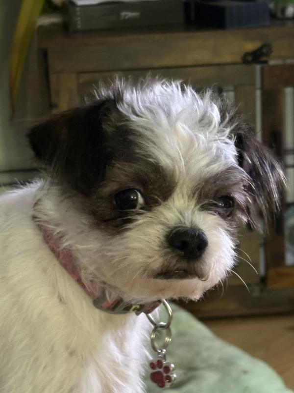 Photo - commentaire&nbsp;1.