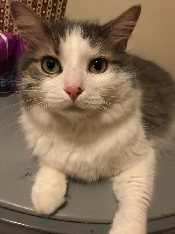 this is our pookey!