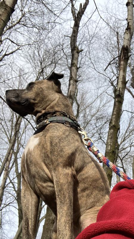 Best Companion ❤️