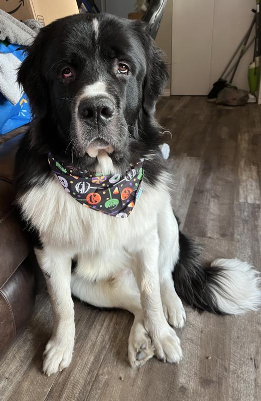 Bruno loves his treats