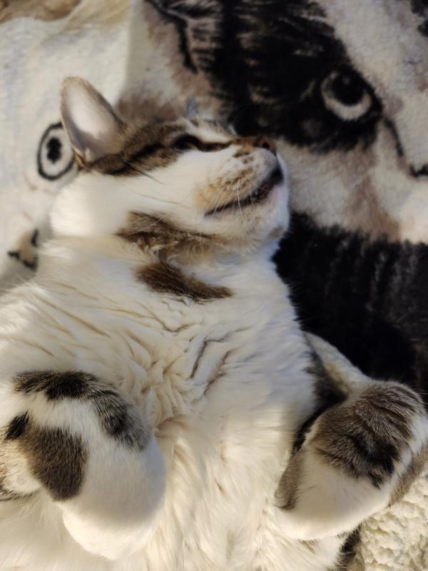 Charlie is so happy and content after eating his Beyond salmon food.