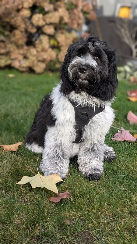 My dog now stinks of fish