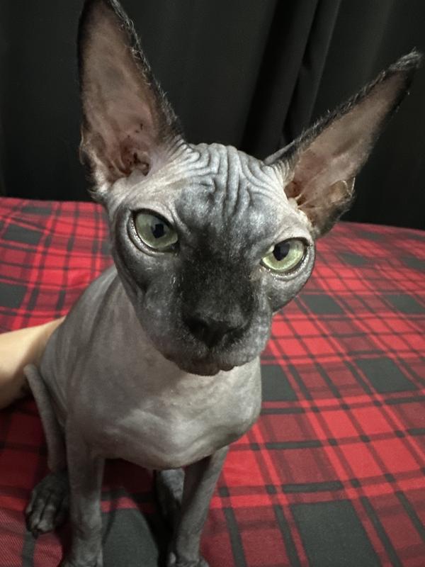 Photo - commentaire&nbsp;5.