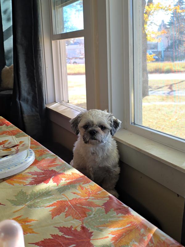 Rocky waiting for his dinner