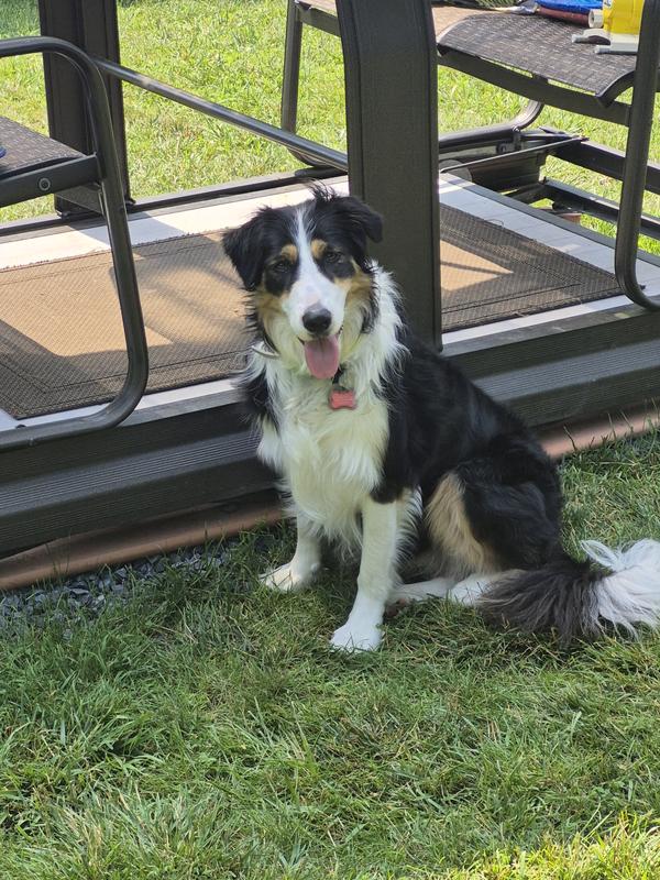 Maggie ready for Frisbee