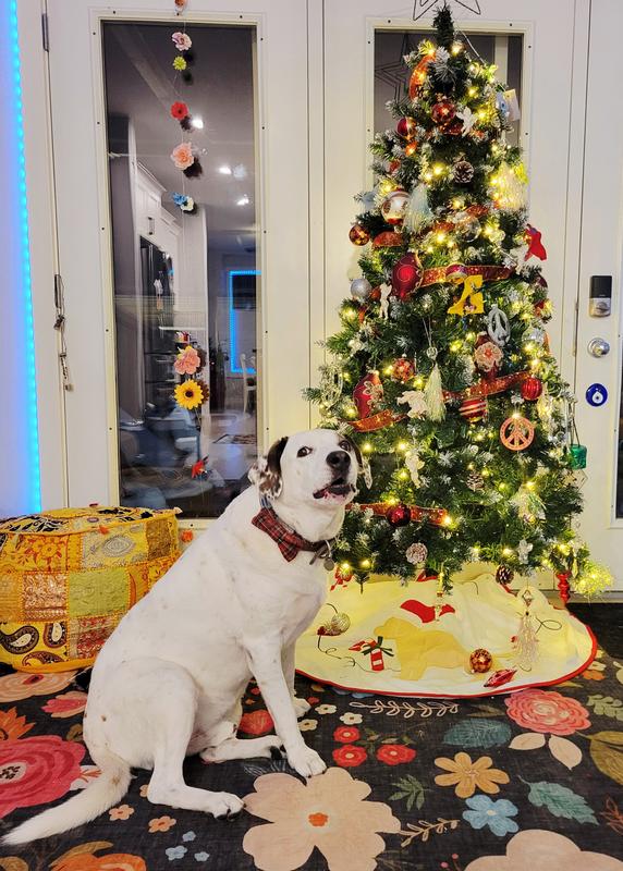 Maybe if I look cute they'll give me a beggin strip...