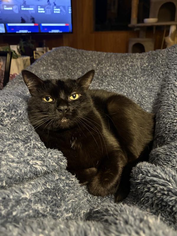 Photo - commentaire&nbsp;5.