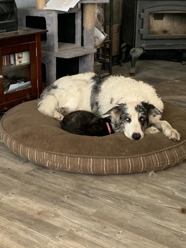 Merlin border choley 10 ans