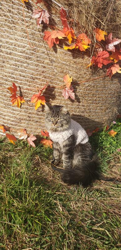 Apple picking with the baby