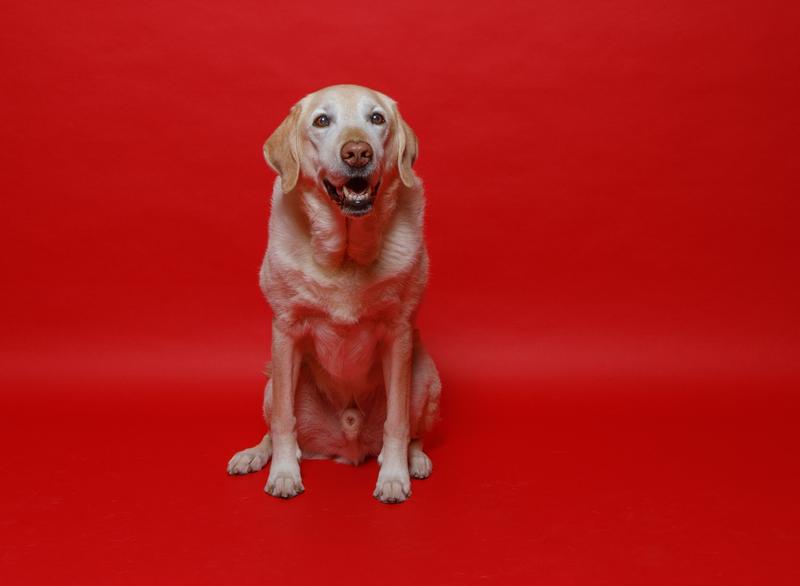 My senior Service dog Samson looking so incredible