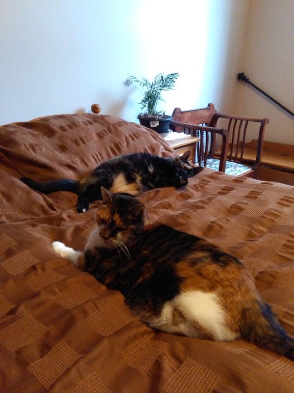 Sugar at front 15 yr and Dixie behind 4 yr old