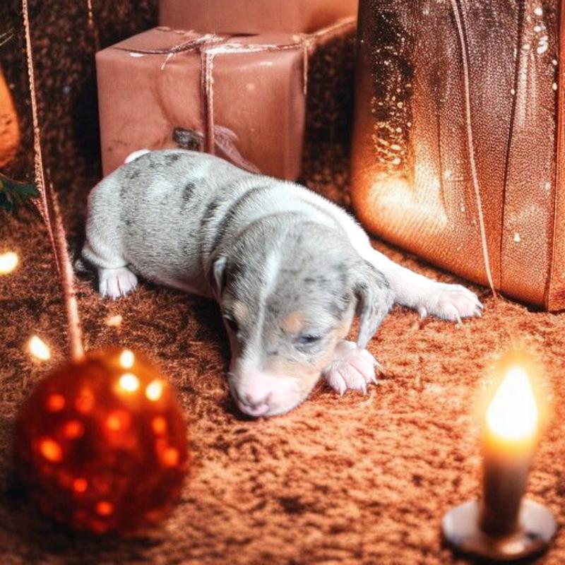 Living Rock mini Dachshunds