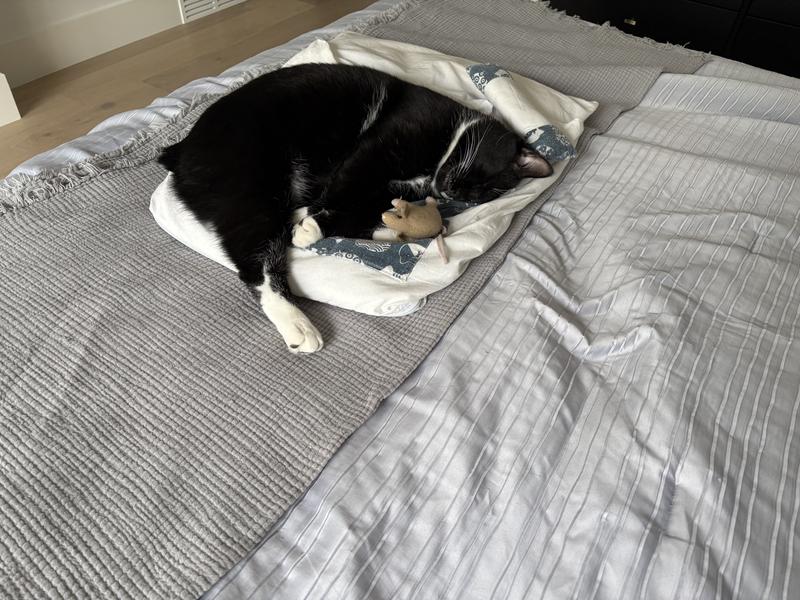 He’s a Tuxedo Manx and has huge feet!!! Snuggle bug!