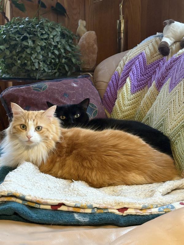 Photo - commentaire&nbsp;4.