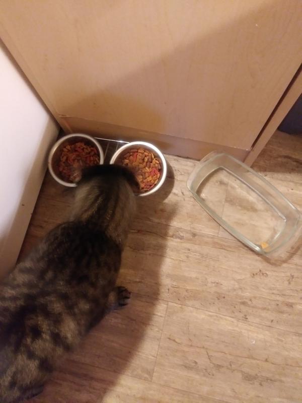 That's one of my cats