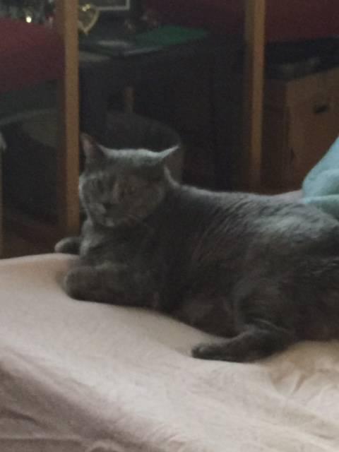 Nelliebear -- purr bear extradinaire!!