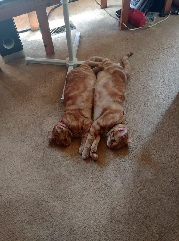 Milo on the left and Rusty on the right