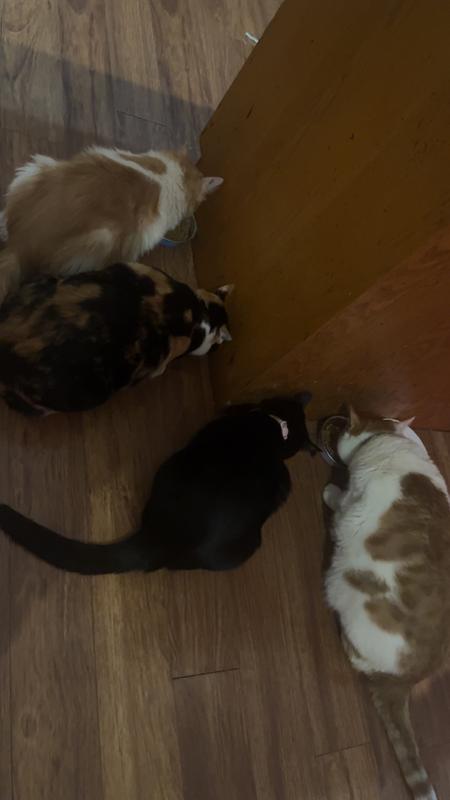 All my cats eating their food