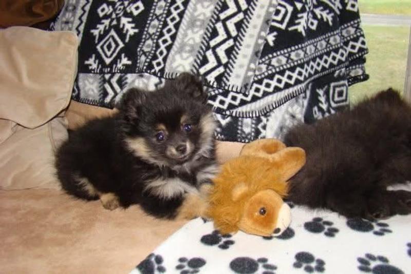 the day we brought her home