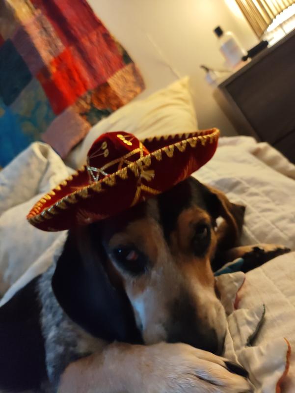 No treats in sight because she inhaled them!!!