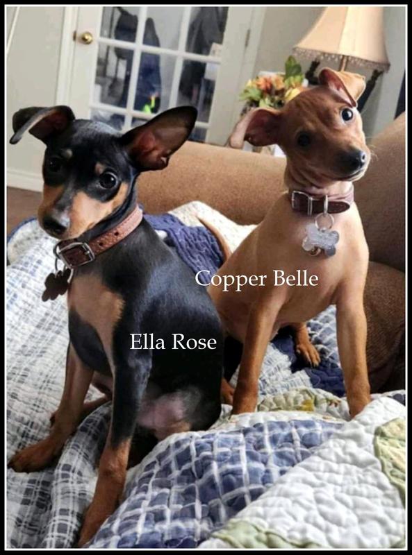 We love Min Pins!! Ellie & Copper will be 1 years old December 2025 - they have requested more Purina!! lol