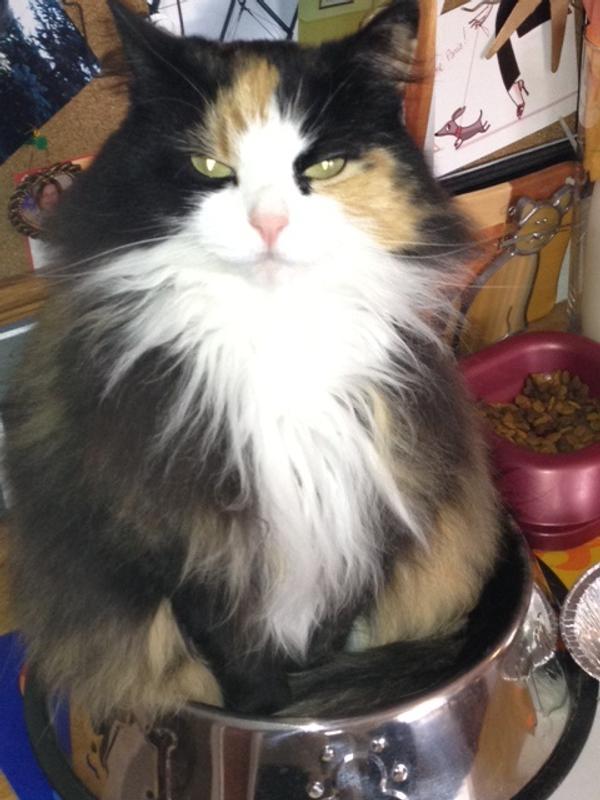 Waiting for Dinner and my fancy feast!