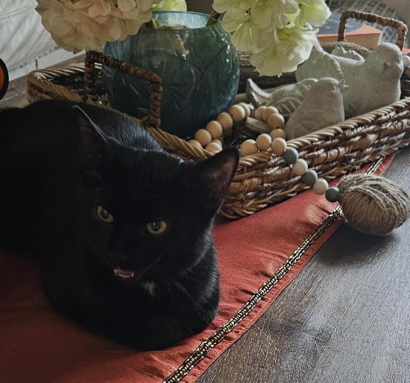 Nyx having a conversation with us ☺️