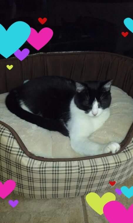Voici notre petite chatte Luzia.
