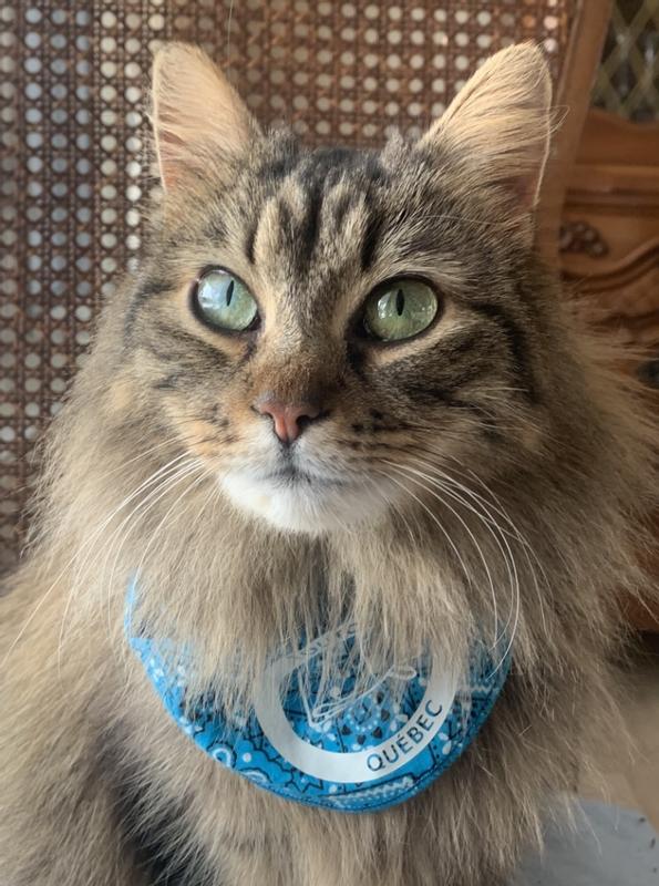 Photo - commentaire 4.