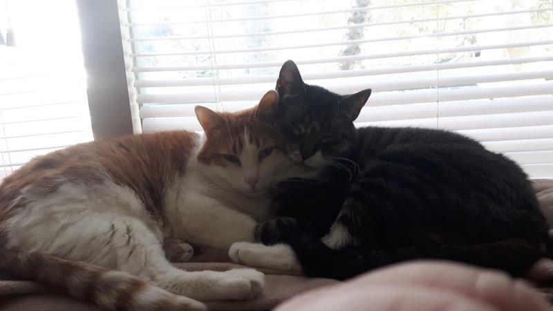 My two little snuggle buddies after they've eaten time for a nap