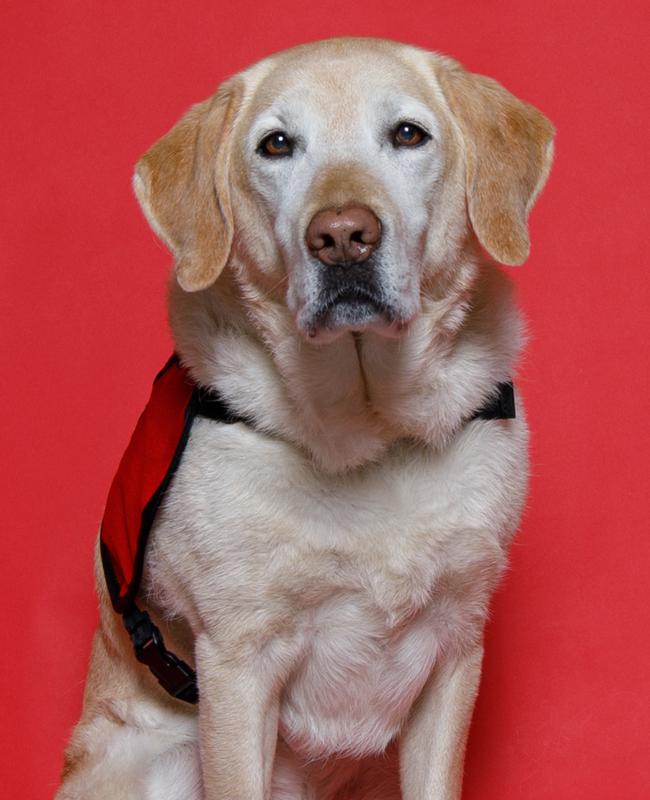 Samson looking very handsome and official in his service dog vest