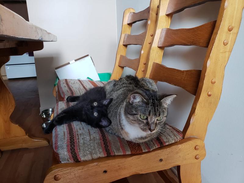 Mes chats deux femelles Minette & Eva