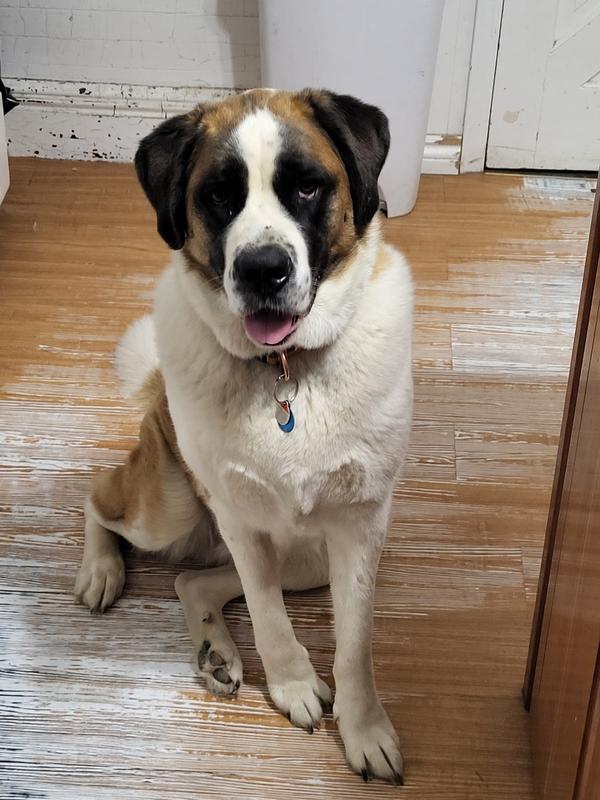 Waiting patiently for Beneful.