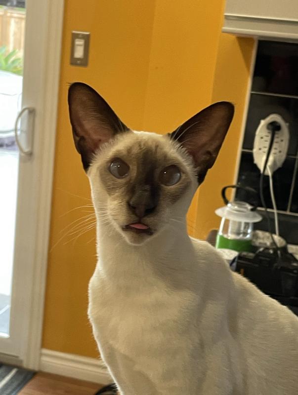 My Litter Girl, Kuff Link!!