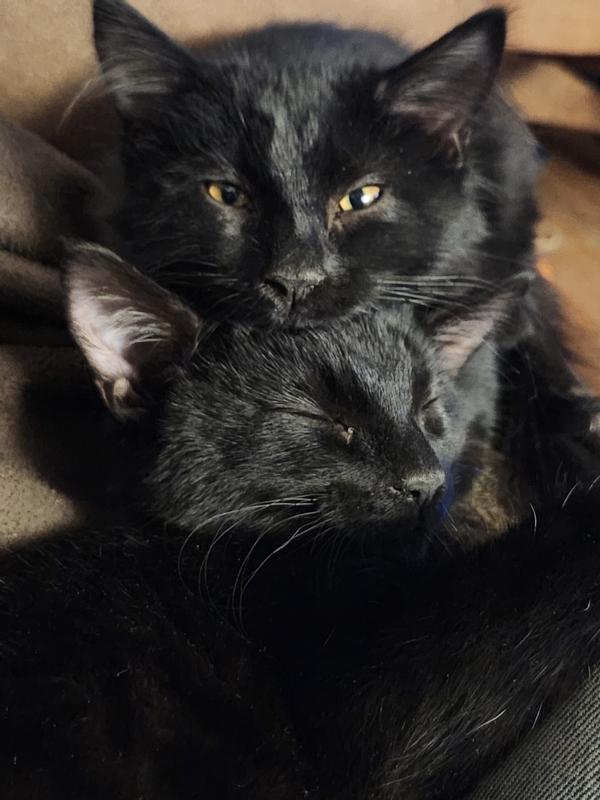 My 2 little darlings Midnight and Wensday