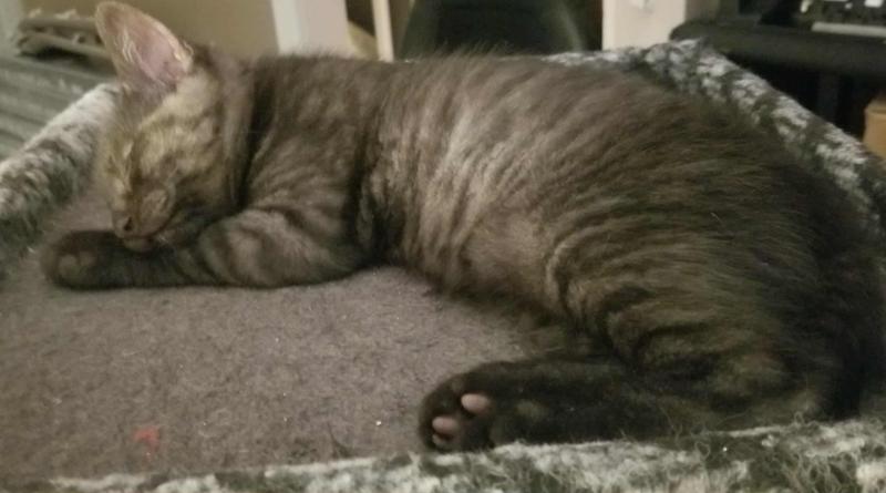 Full and satisfied, now time for sleep