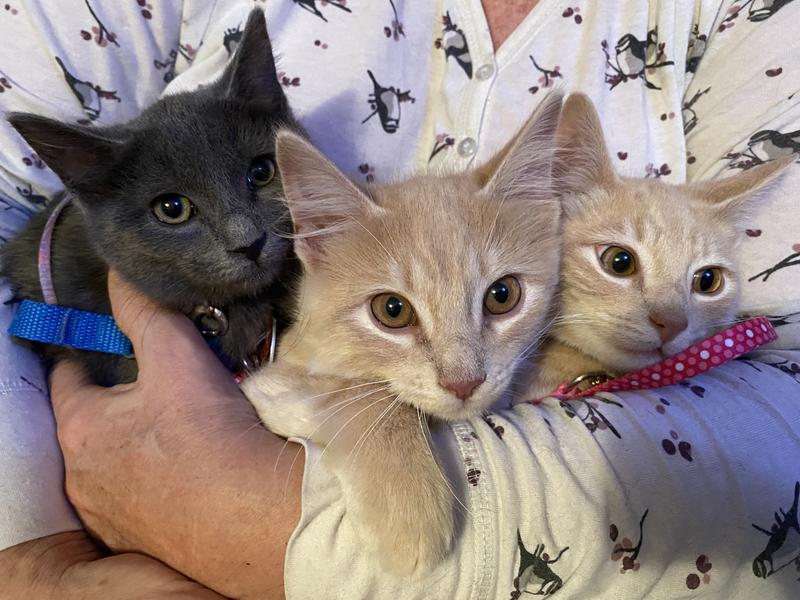 The Laverne and Shirley litter