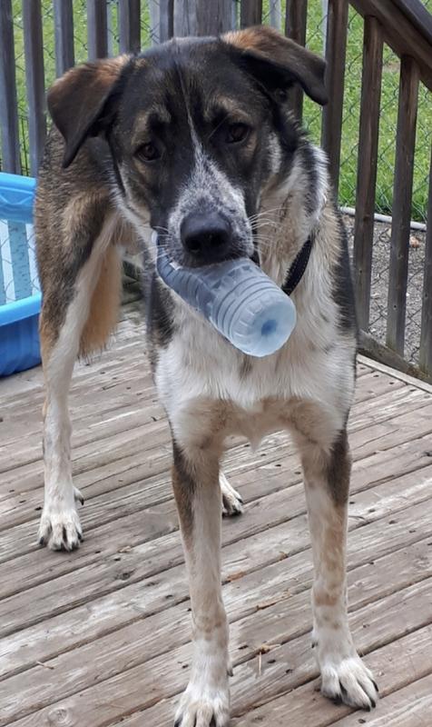 Tanner        8 year old Saint Bernard/German Shepherd mix