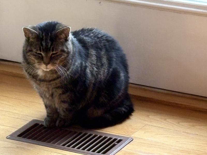 Winter is best enjoyed over a hot air register❣️