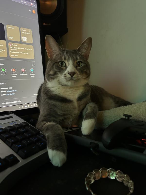 Eleanor- the biggest fan of Purina cat products