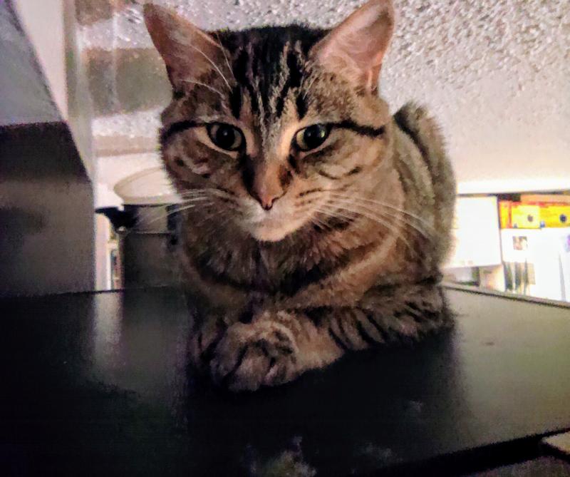 Did I hear mom open the treat cabinet?