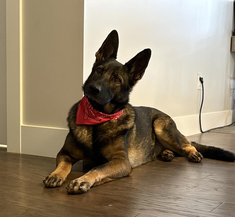 Photo - commentaire&nbsp;5.