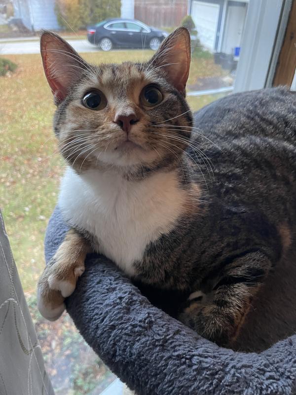 Full tummy=Very Happy Kitten!