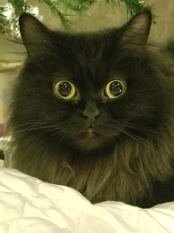 Yes, I know I'm gorgeous!