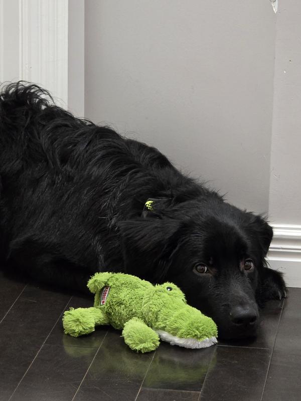 Ace with his Alligator